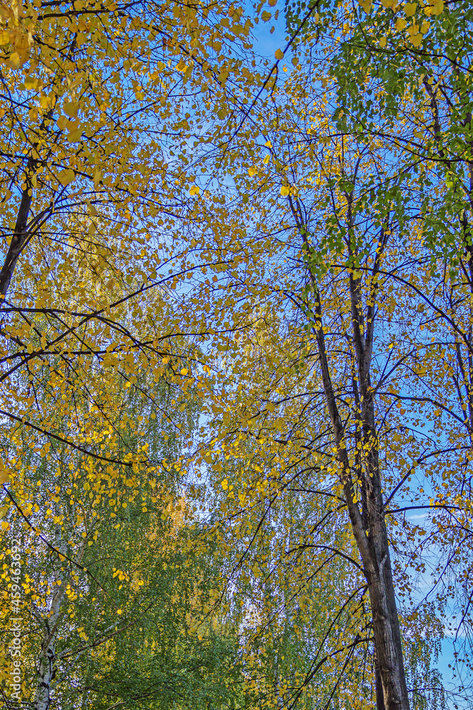 View of the autumn sky through the branches of trees on a sunny morning View of the autumn sky through the branches of trees on a sunny morning
