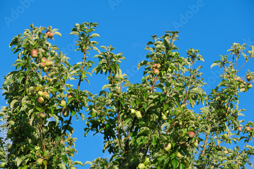 Zweige und Äste an einem Apfelbaum mit vielen Äpfeln vor einem schönen blauen Himmel im Sommer