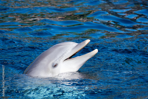 Ein freundlichen grauer Delphin steckt den Kopf aus dem blauen Wasser und   ffnet leicht das Maul