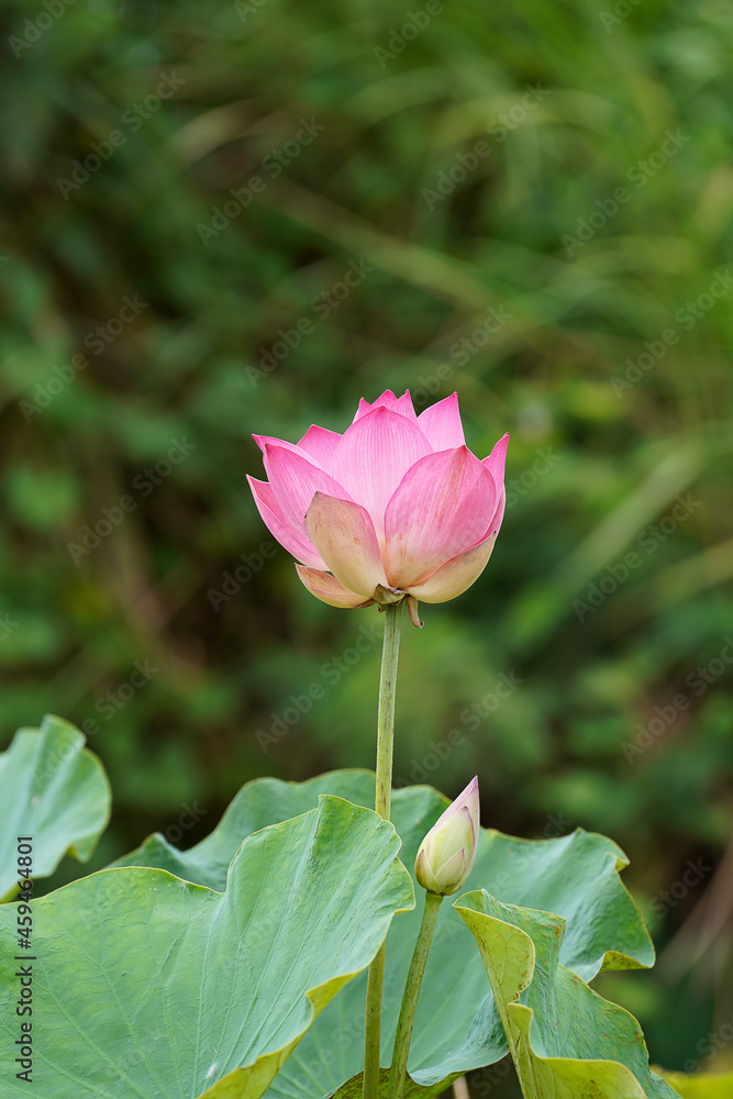 Close up lotus flower with leaves on blur background.