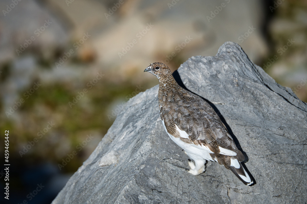 Fototapeta premium Ptarmigan in its natural habitat between rocks