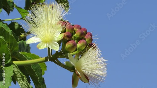 Souari nut (Caryocar brasiliense) known as pequi  in Portuguese. Flowers and buds photo