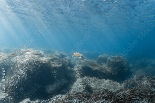 Photography Loggerhead Turtle in the water at Kefalonia Island (Greece)