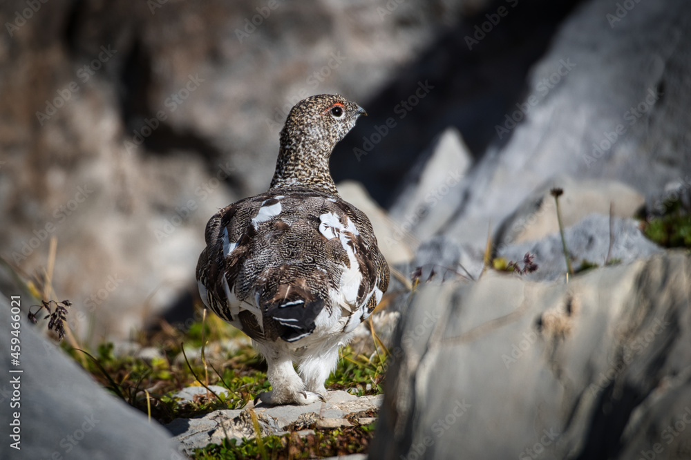 Fototapeta premium Ptarmigan in its natural habitat between rocks