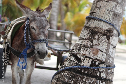 Esel in der Karibik - Dominikanische Republik photo