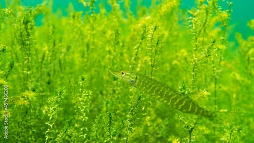 Small northern pike (esox lucius) in a lake photo