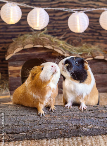 Two cute funny guinea pigs sitting together side by side in a cage photo