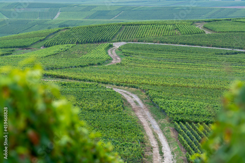 View on green pinot noir grand cru vineyards of famous champagne houses in Montagne de Reims near Verzenay  Champagne  France