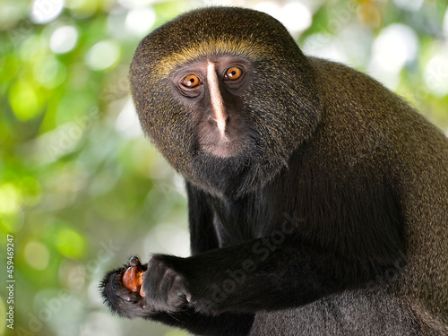 Portrait owl-faced monkey (Cercopithecus hamlyni) holding a fruit in his hands photo