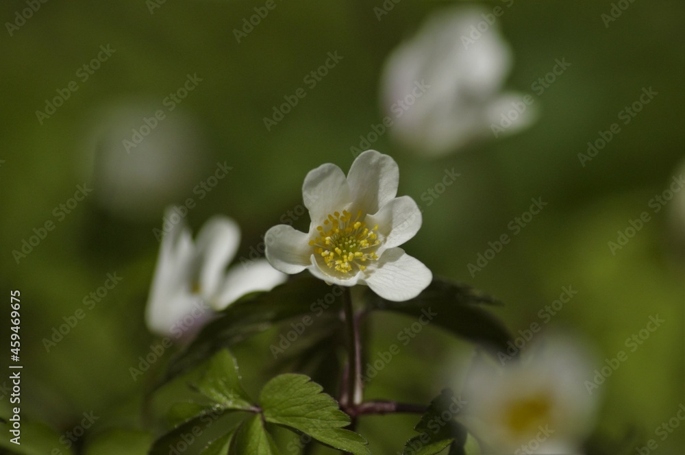 Buschwindröschen im Wald 