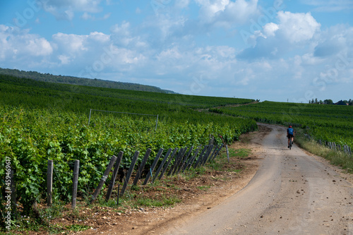 Green grand cru and premier cru vineyards with rows of pinot noir grapes plants in Cote de nuits, making of famous red Burgundy wine in Burgundy region of eastern France. photo