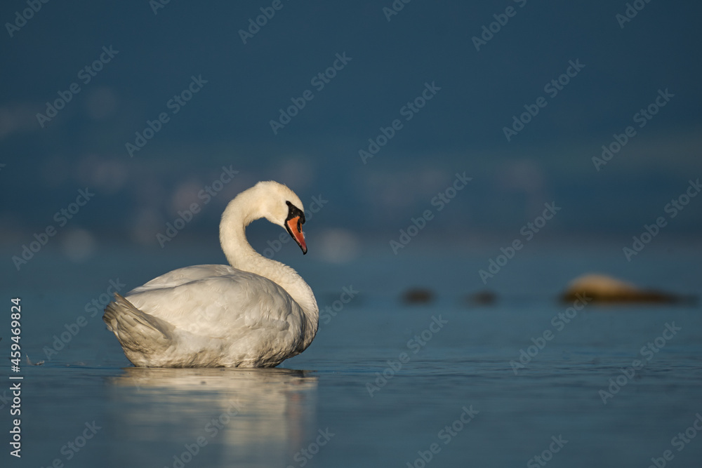 White swan in the morning sun