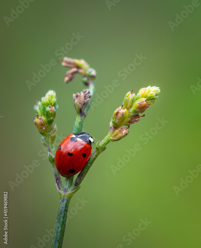 Red ladybug insect sitting on flower © Millenn