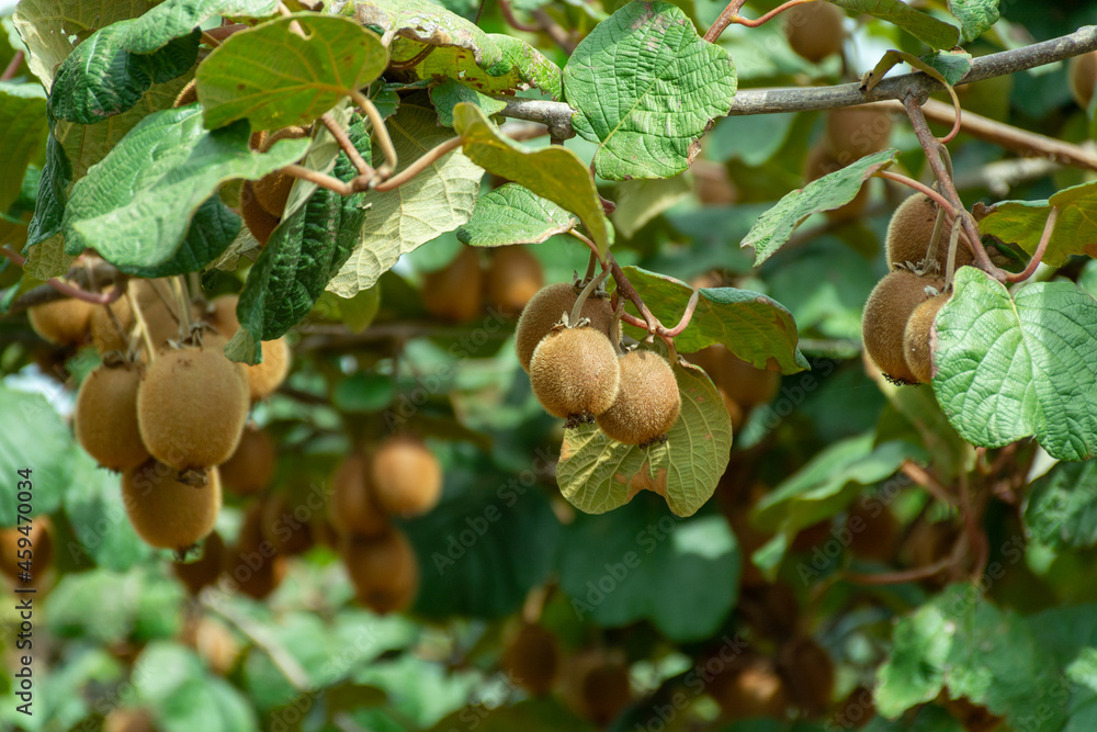Obraz premium New harvest of ripe green kiwi fruits in orchard