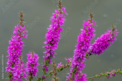 lythrum salicaria also known as spiked loosestrife or purple lythrum photo