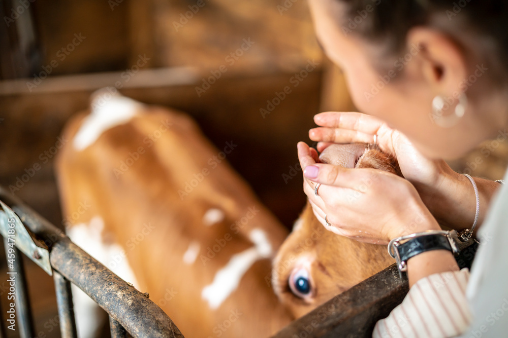 Obraz premium junges Kalb bekommt sehr viel Liebe