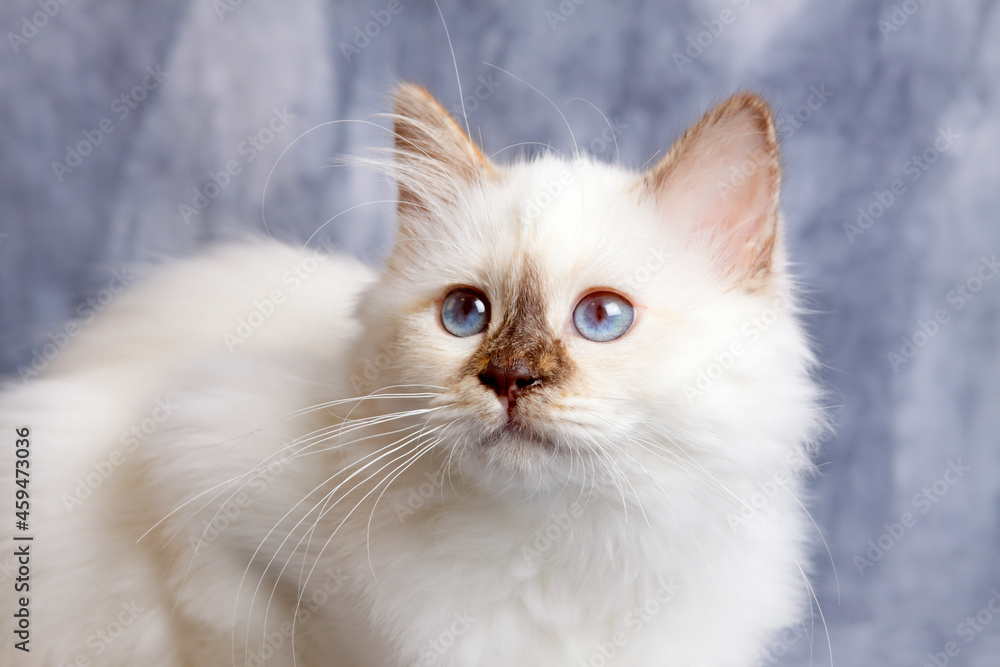 Beautiful birman cat with blue eyes