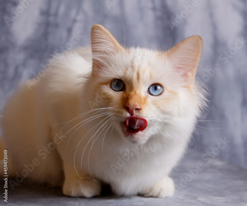 BIrman cat and  red tonque photo