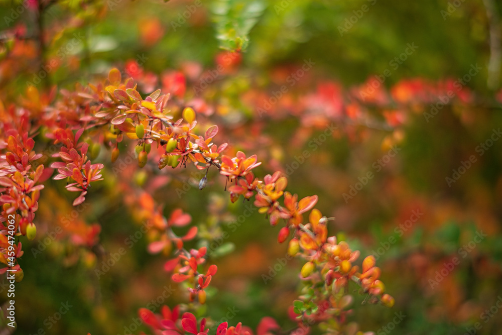 barberry red leaves in the garden barberry red leaves in the garden