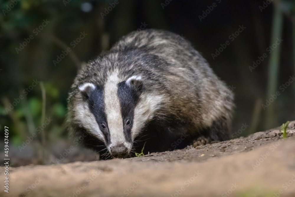 European badger foraging at night European badger foraging at night