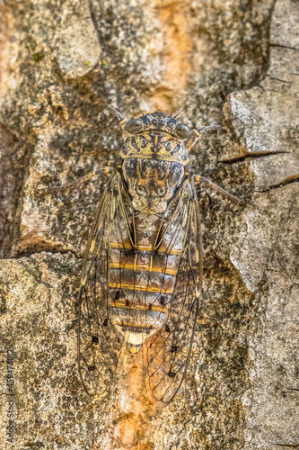 Cicada insect camouflage photo