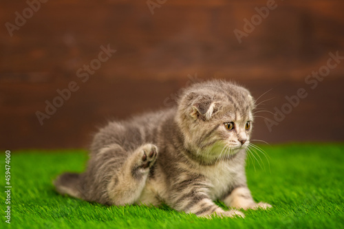 Little gray cat scratches its ear while sitting on the grass