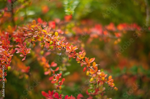 barberry red leaves in the garden