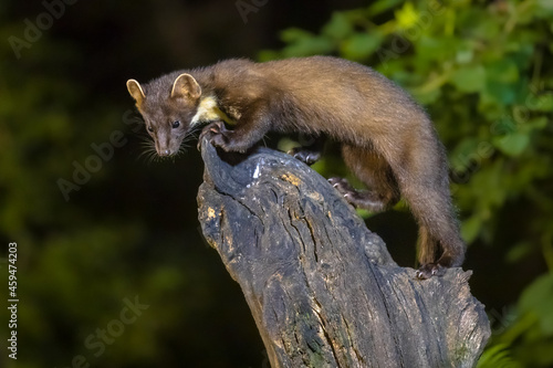 Pine marten on trunk in forest at night © creativenature.nl