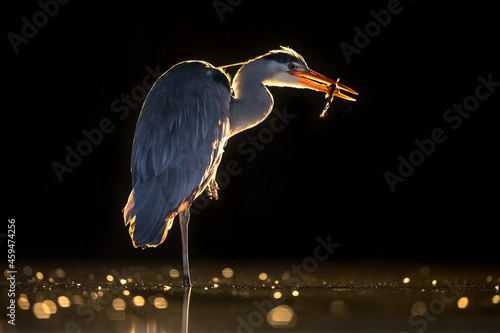 Silhouette of Grey heron hunting at night photo
