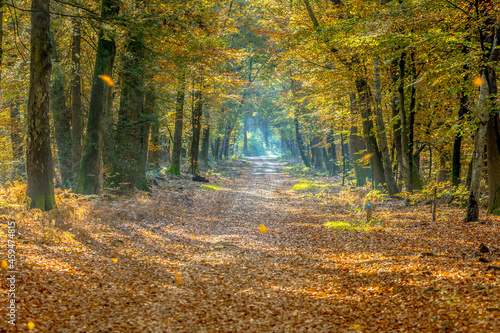 Walkway in hazy autumn forest