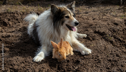 husky dog ​​is played with a small rabbit on the ground