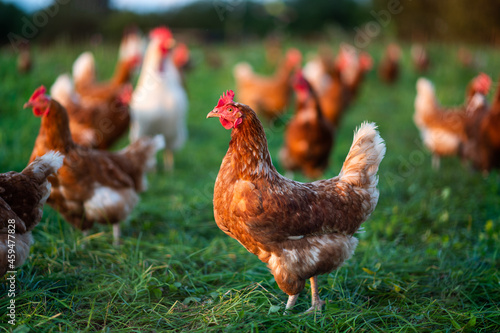 Wallpaper Mural Huhn, Hahn oder Henne auf einer grünen Wiese. Selektive Schärfe. Im Hintergrund mehrere Hühner unscharf Torontodigital.ca