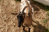 Goats on the farm behind wooden fence are waiting for food. Benefits of Goat Milk. Selective focus. Close up.