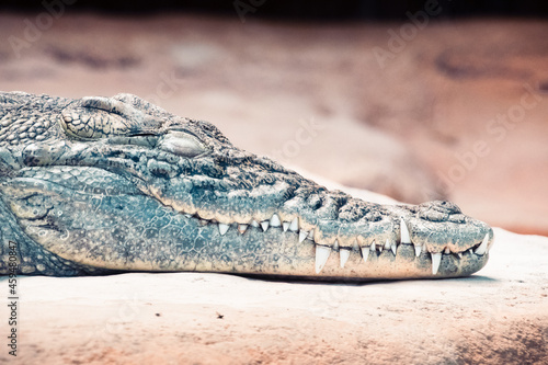 Nile crocodile at the Palmyre Zoo photo