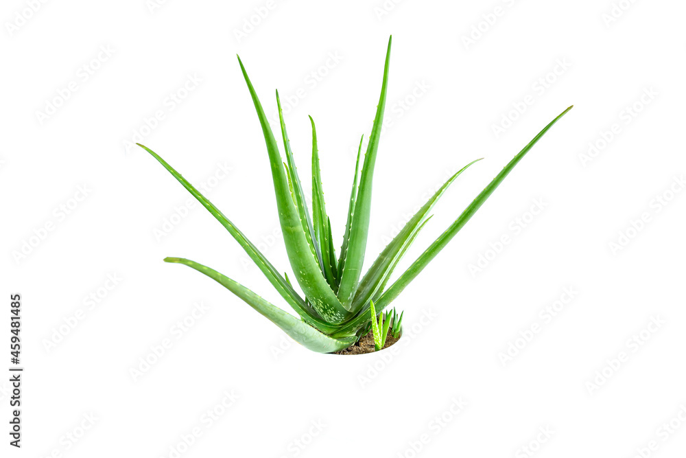 Aloe Vera plant isolated on white background