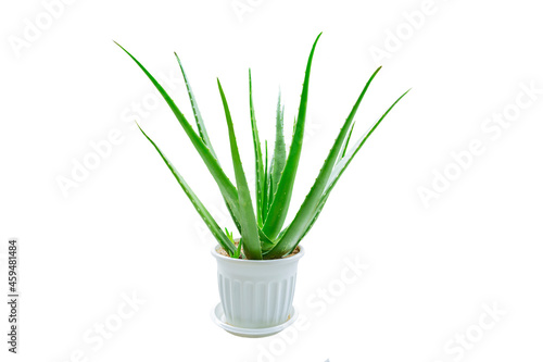 Aloe Vera plant isolated on white background