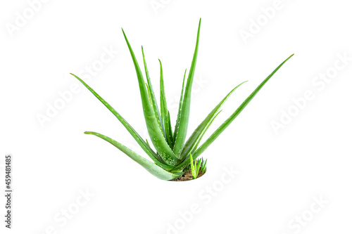 Aloe Vera plant isolated on white background