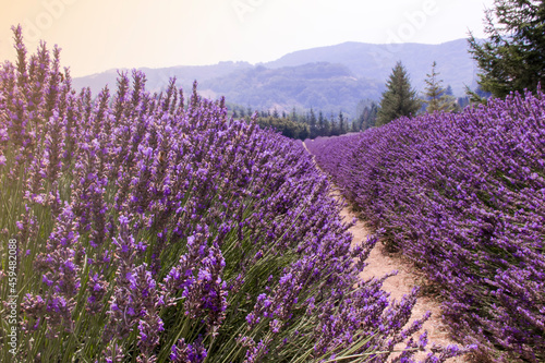 The lavender filed - landscape 