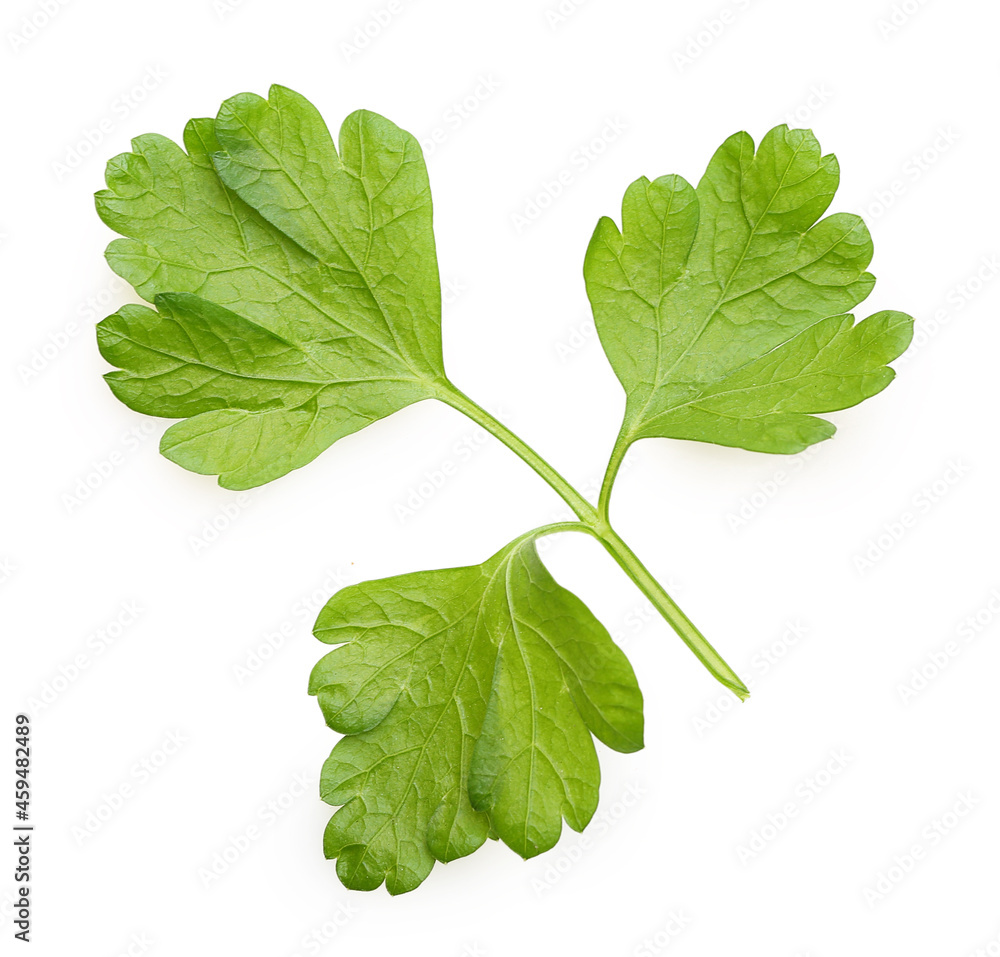 Parsley herb isolated on white background. Parsley herb isolated on white background.