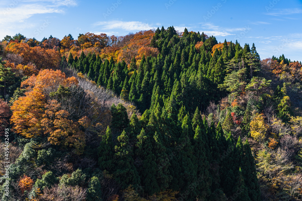 autumn trees in the forest in Japan
