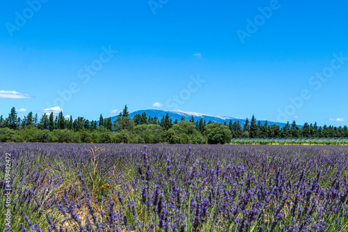 Mont Ventoux mountain with blooming lavender field in the foreground in the Provence region of southern France