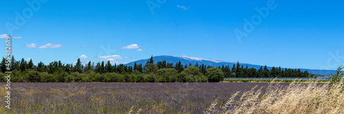 Mont Ventoux mountain with blooming lavender field in the foreground in the Provence region of southern France
