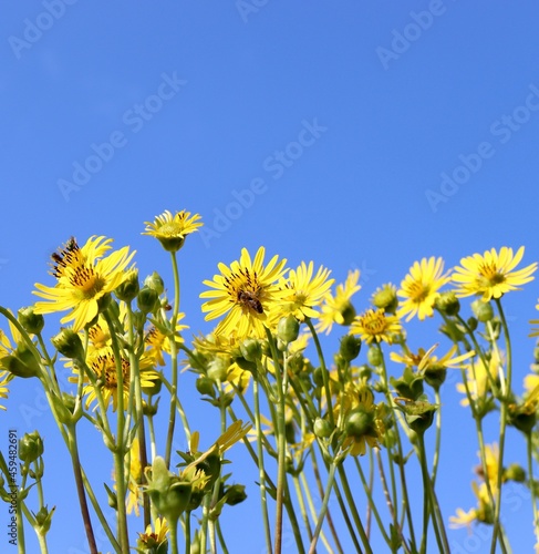 The tall yellow flowers in the garden with the blue sky.