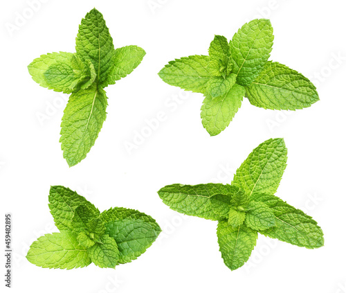 Green mint leaves isolated