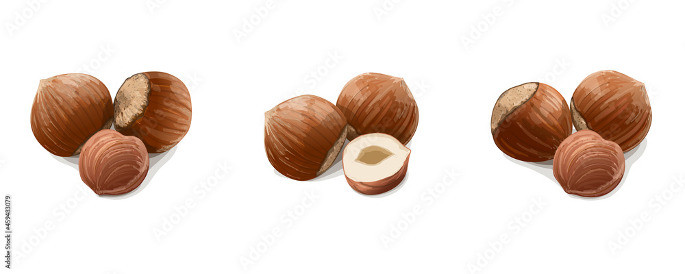 Variants of hazelnuts on white background. Vector Illustration. Variants of hazelnuts on white background. Vector Illustration.