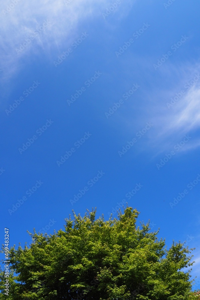 青空に映える緑の木　木と空の背景