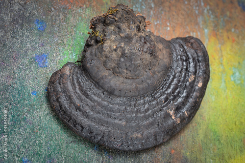 Fomitopsis pinicola medicine plant. Medicinal mushroom