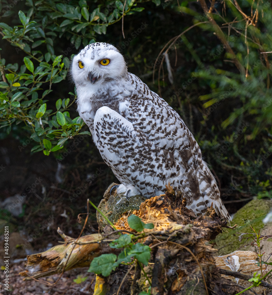 Fototapeta premium The snowy owl, Bubo scandiacus