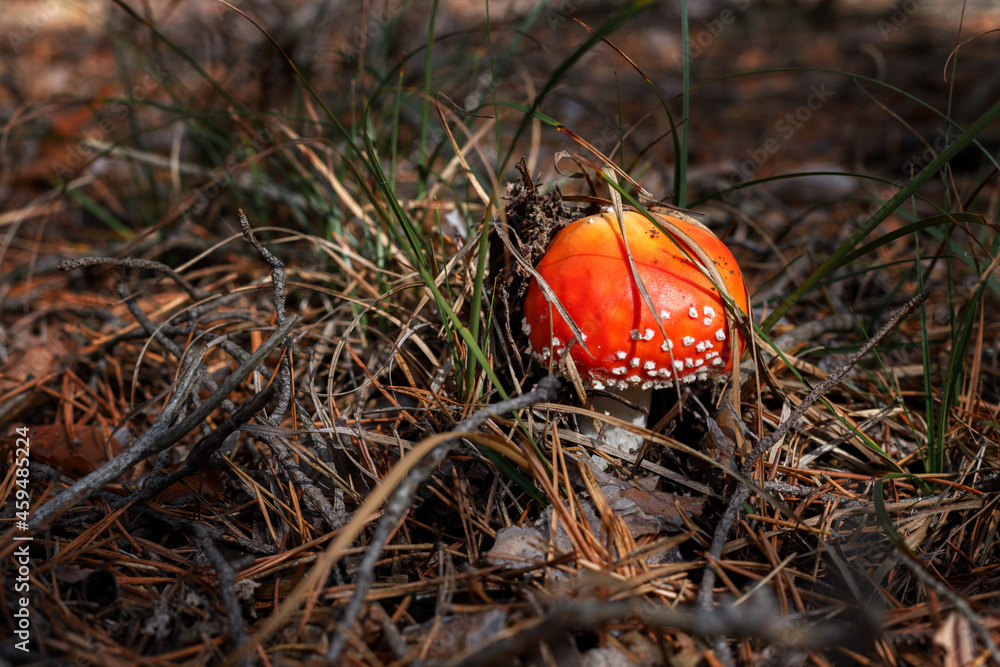 poisonous fly agaric grows in the forest close-up poisonous fly agaric grows in the forest close-up