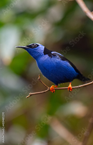 Red-legged Honeycreeper male (Cyanerpes cyaneus) perched on a branch